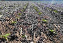 Santiago del Estero: el girasol avanza y el maíz cierra con 4,3 Mt