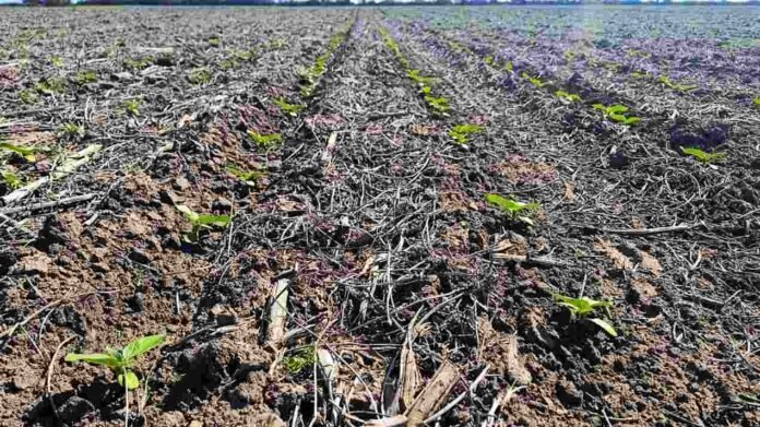 Plántulas de girasol emergiendo en hileras sobre un lote con rastrojo bajo sistema de siembra directa