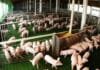 La producción porcina creció 12,4% y el consumo alcanzó un récord