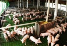 La producción porcina creció 12,4% y el consumo alcanzó un récord