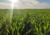 Región Núcleo: el 70% comienza la primavera con falta de agua