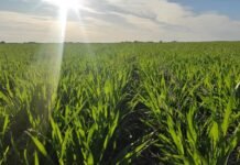 Región Núcleo: el 70% comienza la primavera con falta de agua