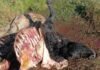 Abigeato en Entre Ríos: un productor perdió 9 animales en un mes y denuncia trabas de la Justicia abigeato-entre Rios