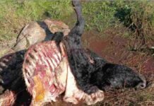 Abigeato en Entre Ríos: un productor perdió 9 animales en un mes y denuncia trabas de la Justicia abigeato-entre Rios