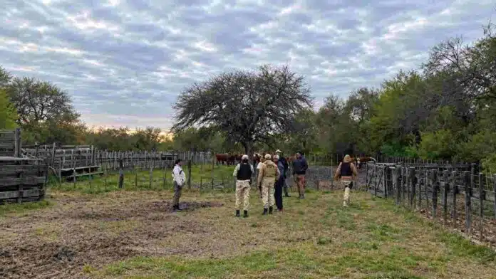 abigeato-entre-rios-recuperan-vacunos Efectivos de seguridad rural durante el operativo en un establecimiento ganadero del norte de Entre Ríos donde recuperaron 13 vacunos.