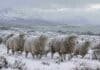 Alerta por nevadas en Tierra del Fuego: prevén hasta 20 cm de nieve