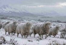 Alerta por nevadas en Tierra del Fuego: prevén hasta 20 cm de nieve