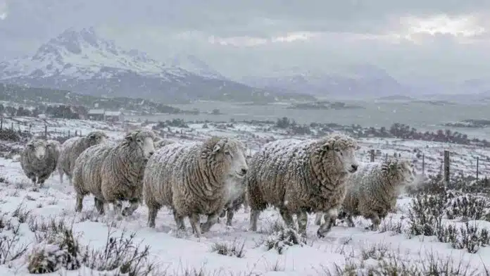 alerta-nevadas-tierra-del-fuego-ovejas-nieve