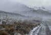 Ráfagas de 90 km/h y hasta 20 cm de nieve: alerta en Chubut y Santa Cruz Ovejas en un campo patagónico bajo fuertes vientos y nevadas, con montañas cubiertas de nieve en Santa Cruz.