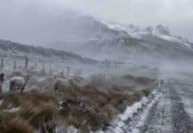 Ráfagas de 90 km/h y hasta 20 cm de nieve: alerta en Chubut y Santa Cruz Ovejas en un campo patagónico bajo fuertes vientos y nevadas, con montañas cubiertas de nieve en Santa Cruz.