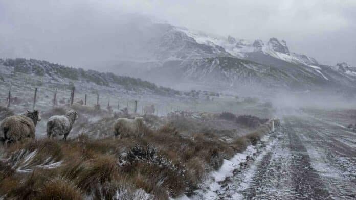 alerta-viento-nieve-chubut-santa-cruz-ruralnet Ovejas en un campo patagónico bajo fuertes vientos y nevadas, con montañas cubiertas de nieve en Santa Cruz.