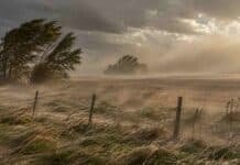 Ráfagas de hasta 100 km/h y Zonda ponen bajo alerta a nueve provincias Fuertes ráfagas de viento levantan polvo sobre un paisaje rural argentino durante una alerta meteorológica.