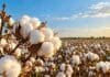 Genética argentina de algodón se prueba en España: 12 variedades buscan dar el salto a Europa Cultivo de algodón en madurez, representativo de las variedades argentinas que serán evaluadas en España para analizar su adaptación al mercado europeo.