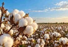 Genética argentina de algodón se prueba en España: 12 variedades buscan dar el salto a Europa Cultivo de algodón en madurez, representativo de las variedades argentinas que serán evaluadas en España para analizar su adaptación al mercado europeo.