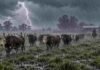 Del frío a la inestabilidad: el pronóstico anticipa heladas, ráfagas y lluvias aisladas Arreo de ganado en un campo rural mojado bajo lluvia intensa, con relámpago al fondo, cielo de tormenta y barro en primer plano.