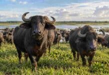Corrientes reúne a la cadena bubalina: carne, leche, genética y sanidad llegan a debate bubalinos