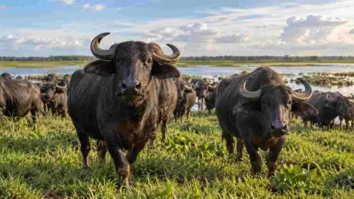 bubalinos bubalinos