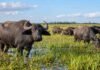 Búfalos en campos bajos: el INTA ajusta seis claves de manejo para mejorar la producción Rodeo de búfalos pastando en un ambiente húmedo y anegable de Corrientes, donde el INTA evalúa estrategias de manejo productivo.