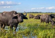Búfalos en campos bajos: el INTA ajusta seis claves de manejo para mejorar la producción Rodeo de búfalos pastando en un ambiente húmedo y anegable de Corrientes, donde el INTA evalúa estrategias de manejo productivo.