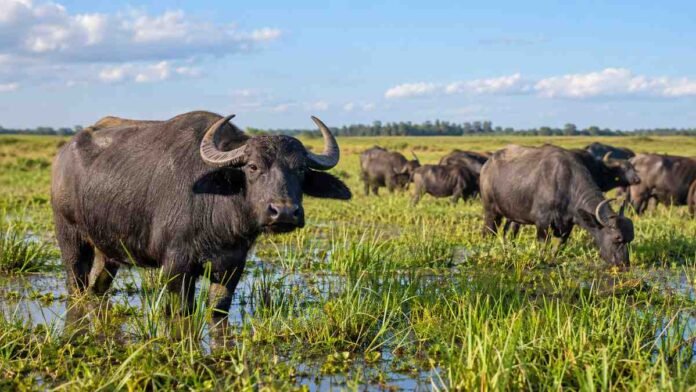 Rodeo de búfalos pastando en un ambiente húmedo y anegable de Corrientes, donde el INTA evalúa estrategias de manejo productivo.