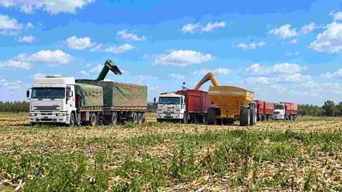 Camiones y tolva durante una operación de carga de maíz en un campo rural de Santiago del Estero.