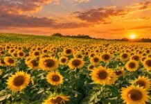 Girasol y maíz temprano: la siembra superó el 80% en Santa Fe Campo de girasoles en plena floración bajo un cielo de atardecer, con el sol sobre el horizonte en una zona agrícola.