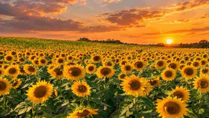 campo-girasoles-atardecer-ruralnet Campo de girasoles en plena floración bajo un cielo de atardecer, con el sol sobre el horizonte en una zona agrícola.