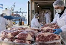 Mercosur-UE: el Foro Mercosur de la Carne reclama transparencia en la distribución de la cuota Operarios manipulan cortes de carne vacuna envasados al vacío en una terminal portuaria, listos para exportación, con un buque de carga al fondo.