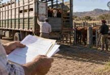 CARTEZ reclama en Córdoba una ley que prohíba a los municipios cobrar por las guías de hacienda Productores preparan documentación para el traslado de hacienda durante la carga de vacunos en un establecimiento ganadero de Córdoba.