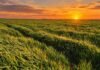 Cebada 2026/27: el 76% ya está en macollaje y el 99% mantiene buen estado Cultivo de cebada en pleno desarrollo durante un atardecer, con el sol poniéndose sobre el horizonte.