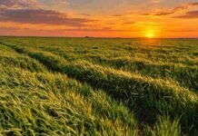 Cebada 2026/27: el 76% ya está en macollaje y el 99% mantiene buen estado Cultivo de cebada en pleno desarrollo durante un atardecer, con el sol poniéndose sobre el horizonte.