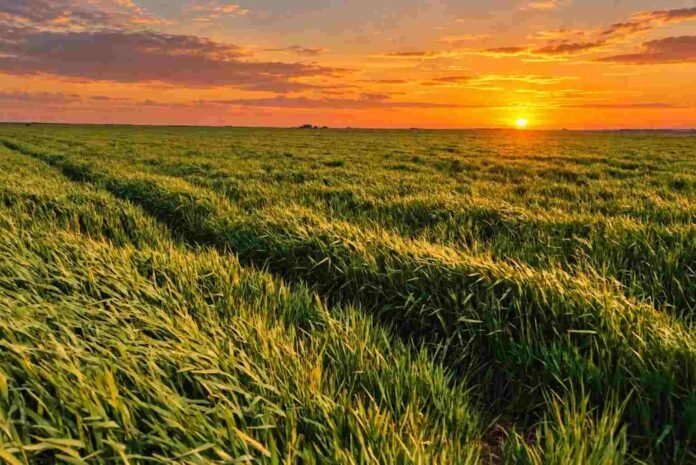 Cultivo de cebada en pleno desarrollo durante un atardecer, con el sol poniéndose sobre el horizonte.