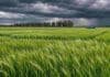La Pampa: el trigo y la cebada avanzan en buen estado, pero miran las lluvias y las heladas Campo de cebada cervecera verde bajo un cielo de tormenta, con una camioneta azul y una hilera de árboles al fondo.