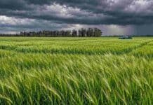 La Pampa: el trigo y la cebada avanzan en buen estado, pero miran las lluvias y las heladas Campo de cebada cervecera verde bajo un cielo de tormenta, con una camioneta azul y una hilera de árboles al fondo.