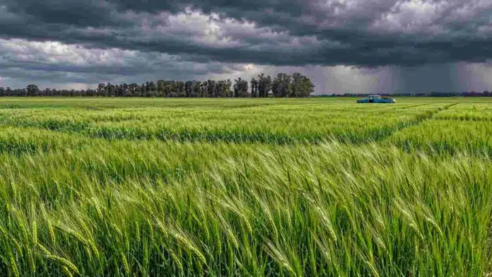Campo de cebada cervecera verde bajo un cielo de tormenta, con una camioneta azul y una hilera de árboles al fondo.