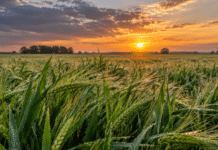 La cebada llega con buena humedad, pero la mancha en red obliga a tratar lotes Lote de cebada en desarrollo con alta humedad sobre hojas y espigas, en una campaña con buena condición hídrica y presencia de enfermedades fúngicas.