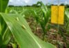 La chicharrita cae con fuerza antes de la siembra temprana, pero persiste una señal de alerta Chicharritas del maíz sobre una hoja de maíz junto a una trampa de monitoreo en un lote agrícola.