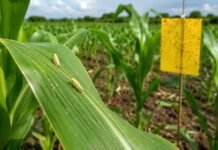 La chicharrita cae con fuerza antes de la siembra temprana, pero persiste una señal de alerta Chicharritas del maíz sobre una hoja de maíz junto a una trampa de monitoreo en un lote agrícola.