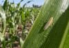 Chicharrita: bajaron las capturas en todo el país, pero piden no aflojar el monitoreo Chicharrita del maíz sobre una hoja en un lote maicero, en una imagen ilustrativa del monitoreo de la plaga Dalbulus maidis.