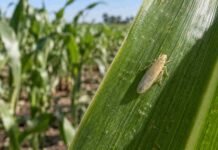 Chicharrita: bajaron las capturas en todo el país, pero piden no aflojar el monitoreo Chicharrita del maíz sobre una hoja en un lote maicero, en una imagen ilustrativa del monitoreo de la plaga Dalbulus maidis.