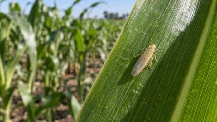 Chicharrita del maíz sobre una hoja en un lote maicero, en una imagen ilustrativa del monitoreo de la plaga Dalbulus maidis.