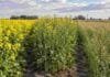 Rotaciones agrícolas: el INTA destaca ventajas de colza, carinata y camelina Cultivos de colza, carinata y camelina implantados en parcelas agrícolas, como alternativas para diversificar las rotaciones.