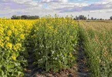 Rotaciones agrícolas: el INTA destaca ventajas de colza, carinata y camelina Cultivos de colza, carinata y camelina implantados en parcelas agrícolas, como alternativas para diversificar las rotaciones.