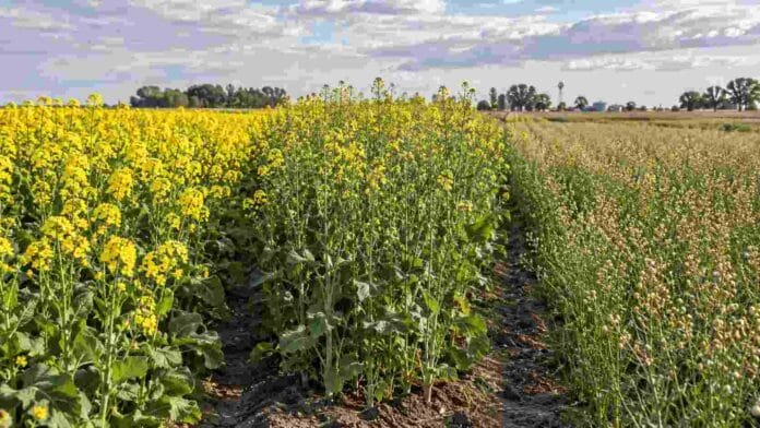 Cultivos de colza, carinata y camelina implantados en parcelas agrícolas, como alternativas para diversificar las rotaciones.