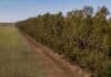 Cortinas forestales frenan la erosión y mejoran el uso del agua en campos chaqueños Cortinas forestales de eucaliptos y algarrobo junto a un lote agrícola en el sudoeste chaqueño, utilizadas para reducir la erosión eólica y conservar la humedad del suelo.