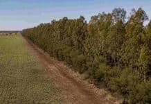 Cortinas forestales frenan la erosión y mejoran el uso del agua en campos chaqueños Cortinas forestales de eucaliptos y algarrobo junto a un lote agrícola en el sudoeste chaqueño, utilizadas para reducir la erosión eólica y conservar la humedad del suelo.