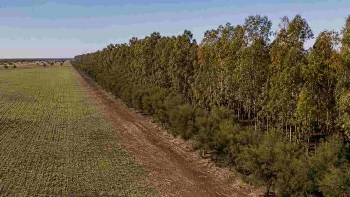 Cortinas forestales de eucaliptos y algarrobo junto a un lote agrícola en el sudoeste chaqueño, utilizadas para reducir la erosión eólica y conservar la humedad del suelo.