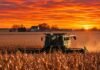 Santa Fe acelera la siembra y cosecha con clima estable Cosechadora trabajando en un lote de maíz durante el atardecer, con cielo naranja y polvo en suspensión.