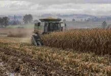 Córdoba: la cosecha récord de maíz se demora por la alta humedad Cosechadora trabajando en un lote de maíz en Córdoba bajo cielo nublado y ambiente húmedo, en una campaña marcada por producción récord y demoras en la trilla.
