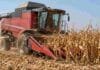 Santa Fe: terminó la cosecha de maíz tardío y avanza el algodón Cosechadora Massey Ferguson durante la cosecha de maíz en un campo argentino, con plantas secas y rastrojo.